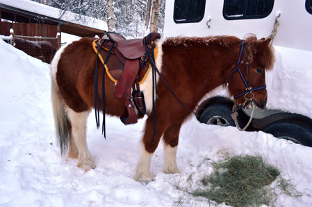Hrimmi saddled and ready to ride